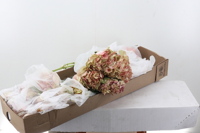 <h4>Hydr Lovely Pink Select Box</h4>