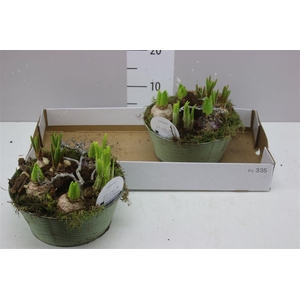 Arr Bolbloemen In Zink