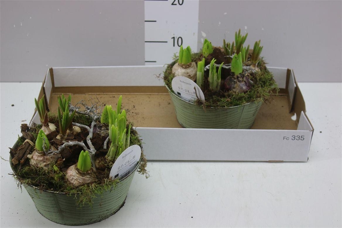 <h4>Arr Bolbloemen In Zink</h4>