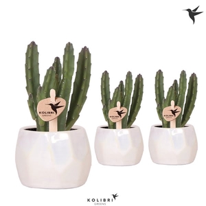 Kolibri Greens Stapelia Leenderziae in Pearl pot travertine