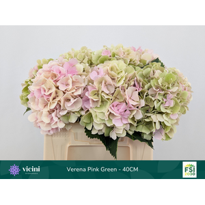 Verena Pink Green - 40CM