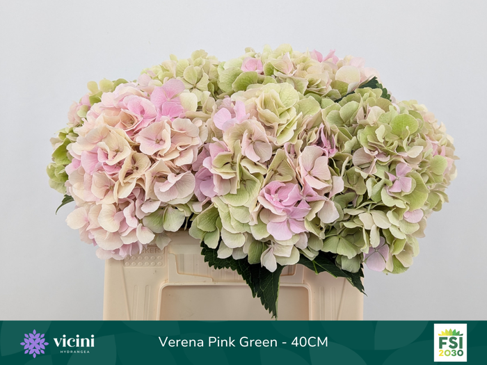 <h4>Verena Pink Green - 40CM</h4>