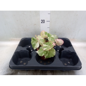 Begonia BD   ...