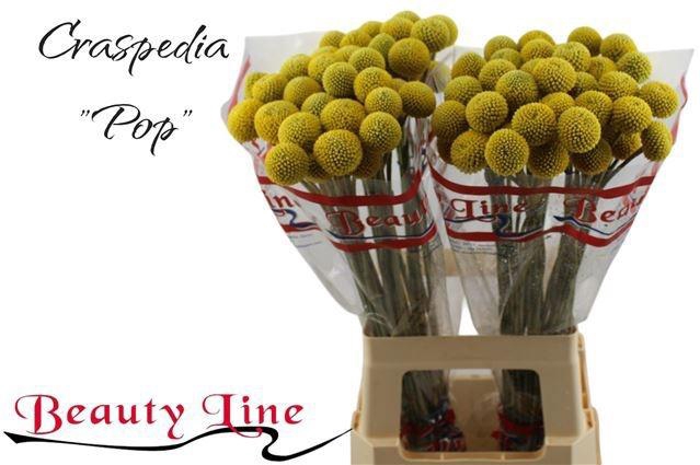 <h4>CRAS PAINTBALL POP</h4>