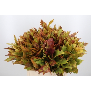 Quercus Kl Bh Authum