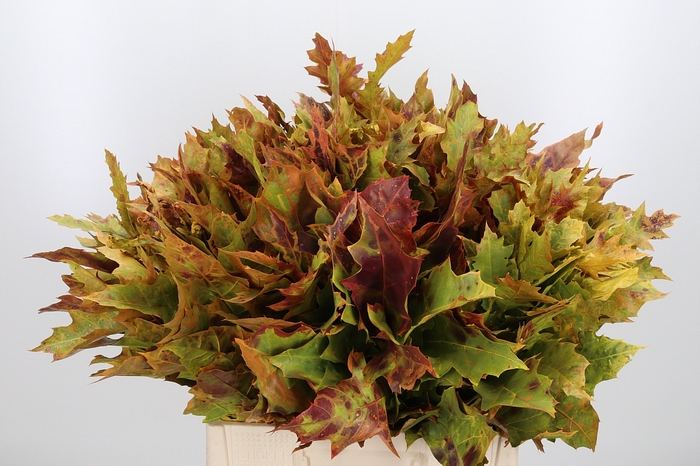 <h4>Quercus Kl Bh Authum</h4>