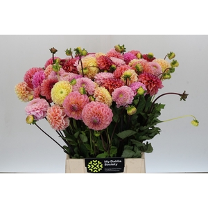 Dahlia Summer Mix