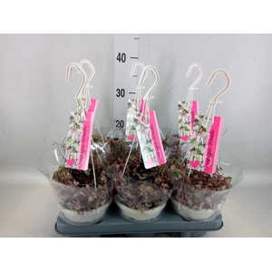 Ceropegia woodii 'Variegata'