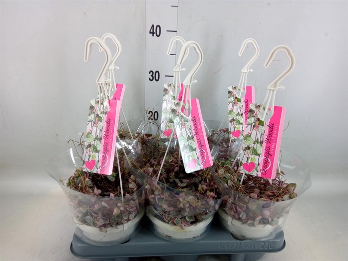 <h4>Ceropegia woodii 'Variegata'</h4>