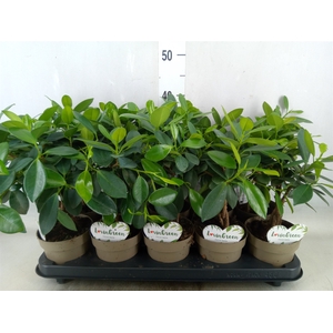 Ficus microcarpa 'Maya'
