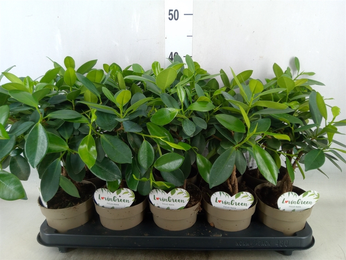 <h4>Ficus microcarpa 'Maya'</h4>