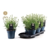 arr8 Lavan Angustifolia