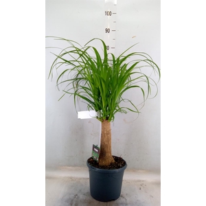 Beaucarnea recurvata