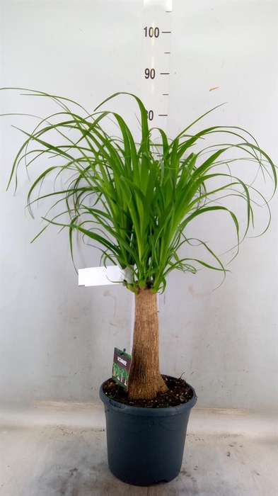 <h4>Beaucarnea recurvata</h4>