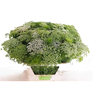 Ammi Vis Casablanca