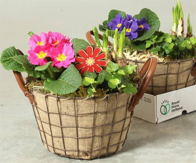 <h4>ARR TUINPLANTEN</h4>