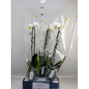 Phalaenopsis   ...white