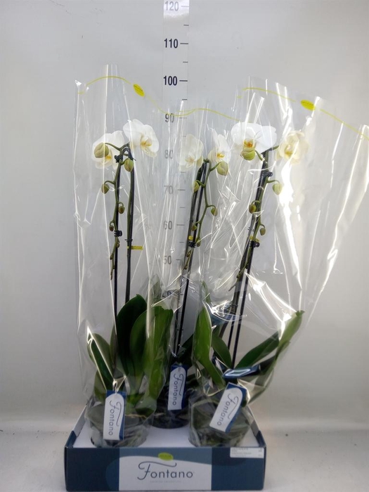 <h4>Phalaenopsis   ...white</h4>