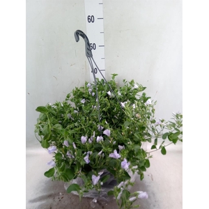 Convolvulus sab. 'Early Blue'