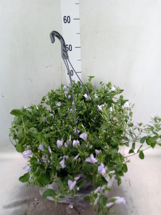 <h4>Convolvulus sab. 'Early Blue'</h4>