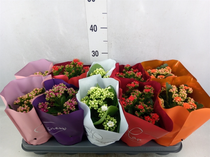 <h4>Kalanchoe blos.   ..rosebud rs fl 5</h4>