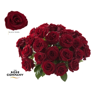 Rosa Ec Black Pearl