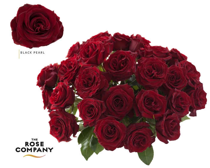 <h4>Rosa Ec Black Pearl</h4>