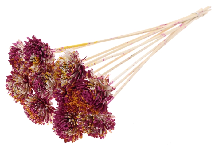 Shola Zinia 6cm on stem Multicolour Cerise/Yellow