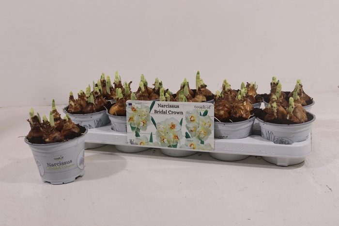 <h4>NARC D BRIDAL CROWN</h4>