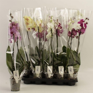 PHAL GEM