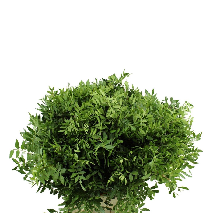 <h4>Pistacia</h4>