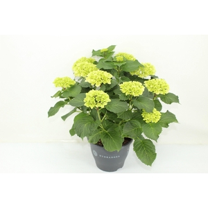 Hydrangea Crystal Palace (Hortensia)