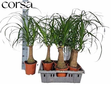 <h4>Beaucarnea Recur</h4>