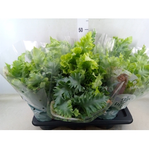 Phlebodium aureum 'Davana'