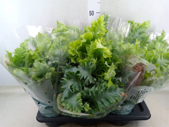 <h4>Phlebodium aureum 'Davana'</h4>