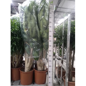 Dracaena frag. 'Massangeana'