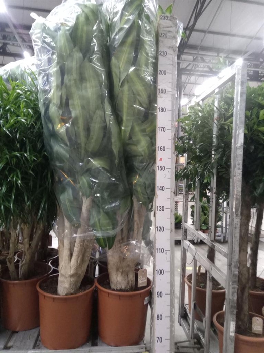 <h4>Dracaena frag. 'Massangeana'</h4>