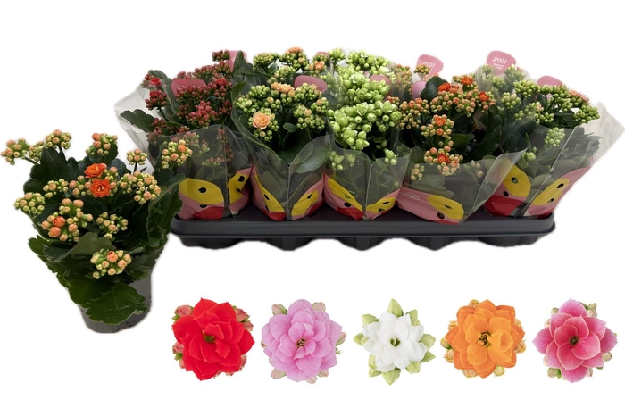 <h4>KAL GE RF GEM 5 KL</h4>