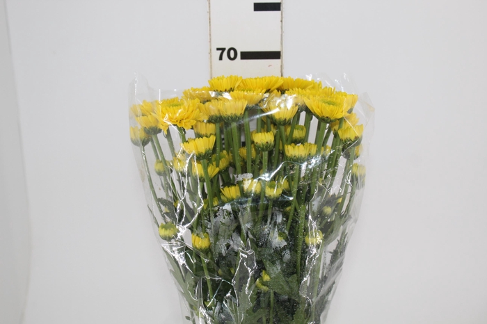 <h4>DEKKORAR/DECORATTA BRASILIANA</h4>