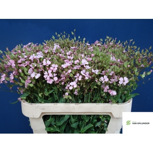 SAPONARIA OV