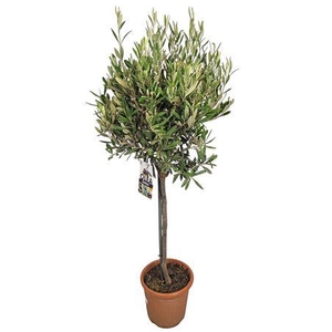Olea Europaea Stem - 1241