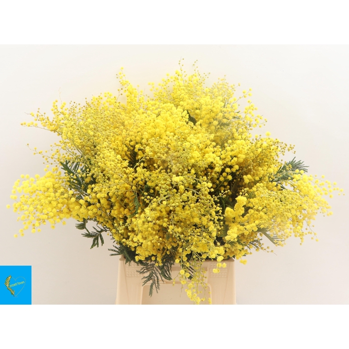 <h4>ACACIA BAILEYA BL BS</h4>