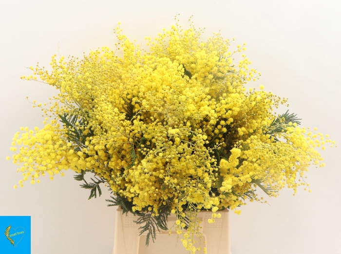 <h4>ACACIA BAILEYA BL BS</h4>