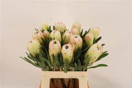 <h4>Protea White Night</h4>