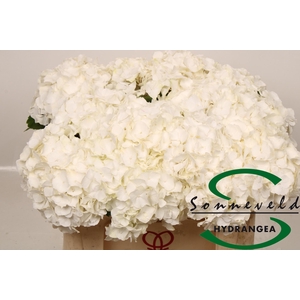 HYDR M CH WHI VERENA