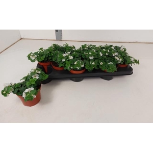 SUT BARISTO GI WHITE