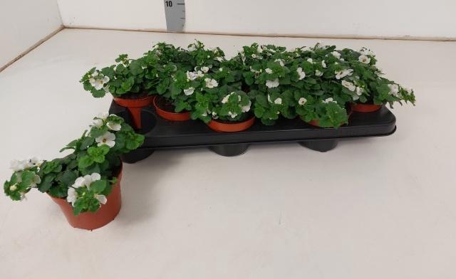 <h4>SUT BARISTO GI WHITE</h4>