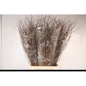 Chaenomeles X Superba 130cm