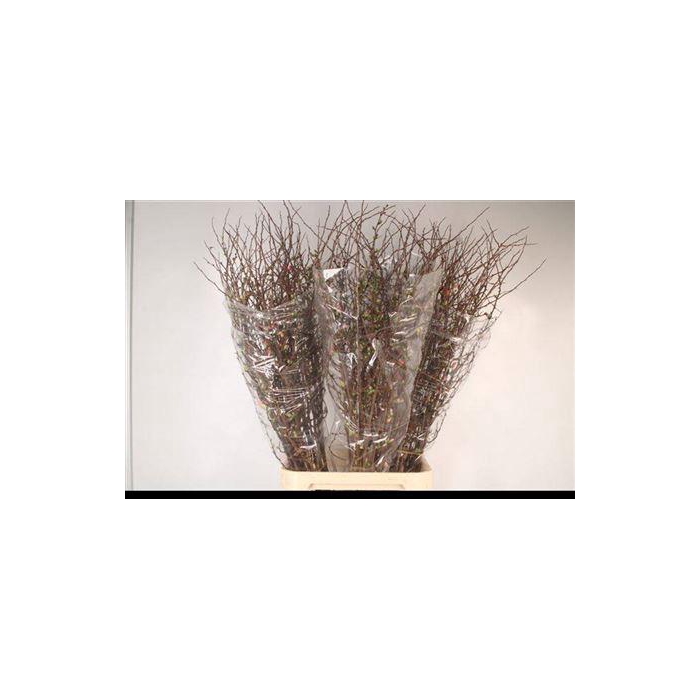 <h4>Chaenomeles X Superba 130cm</h4>