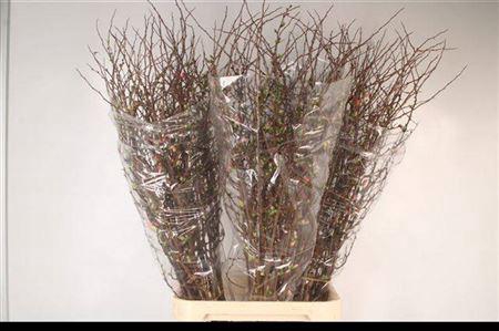 <h4>Chaenomeles X Superba 130cm</h4>